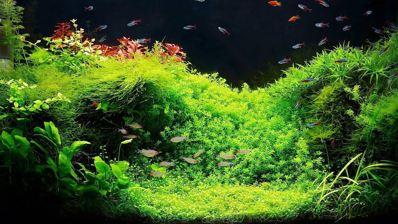 How To Grow Live Plants In An Aquarium