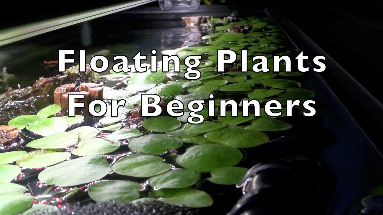 floating aquarium plants for beginners