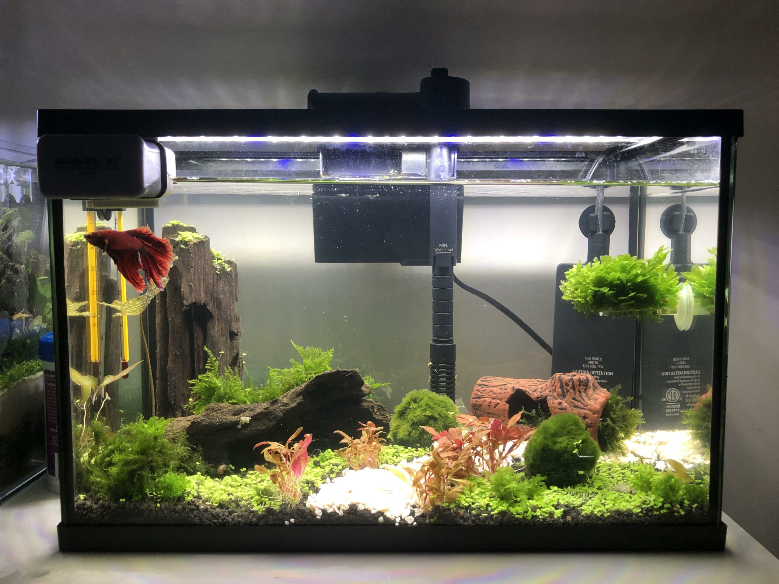 How to set up a betta fish tank