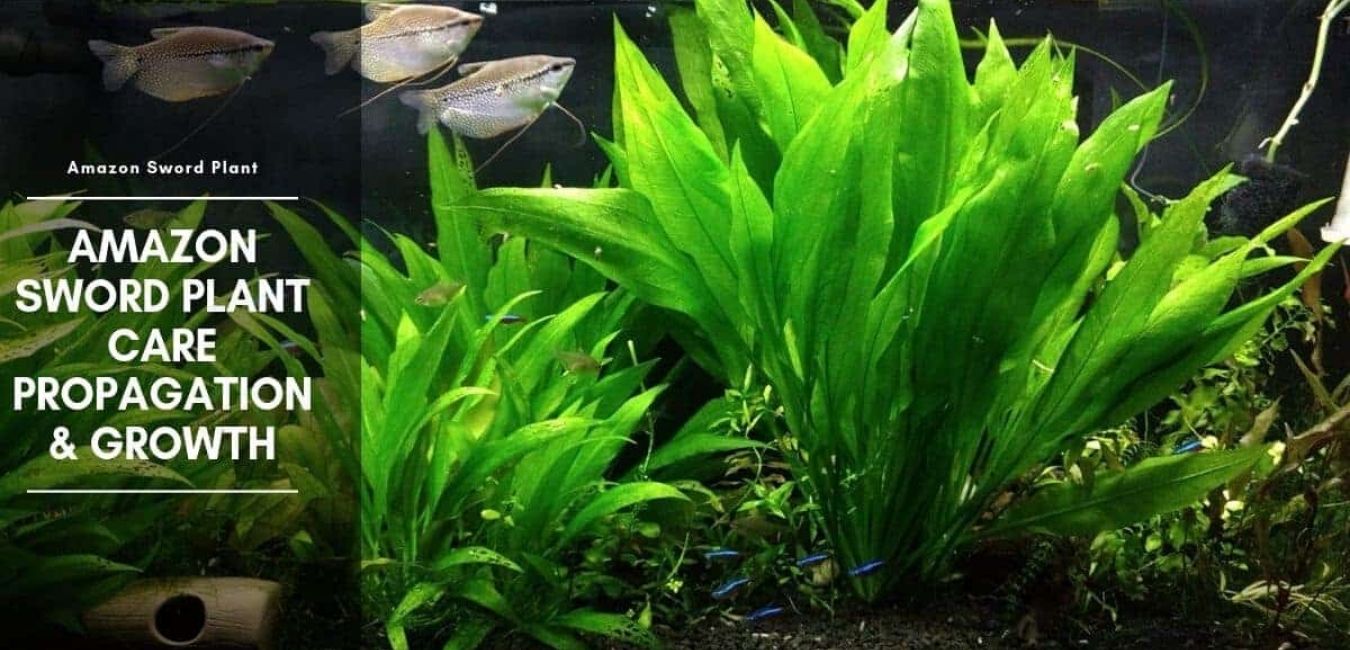 Amazon Sword Plant Care Guide: Everything You Need To Know