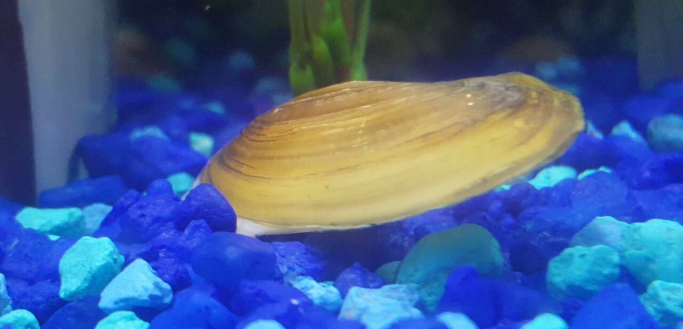 Asian Gold Clam
