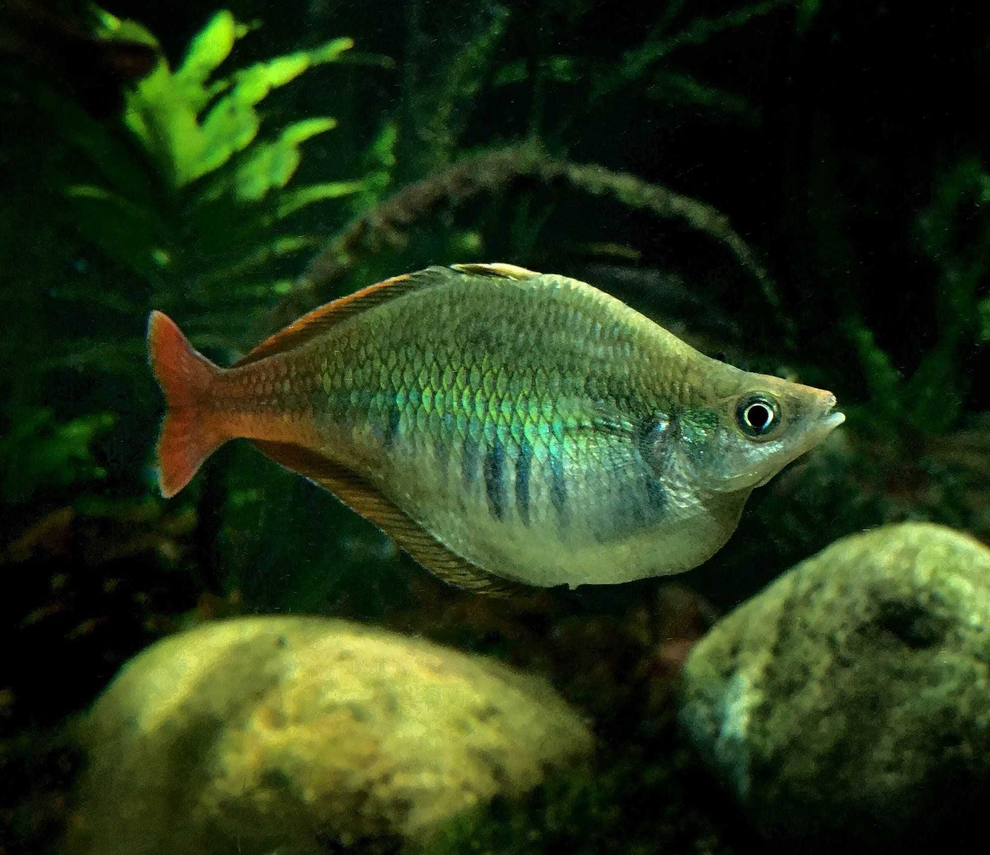 Bleher's rainbowfish (Chilatherina bleheri)