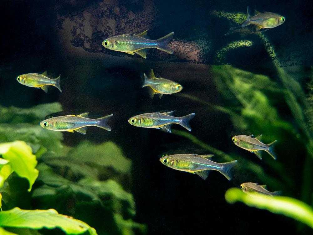 Celebes Rainbowfish (Marosatherina ladigesi).