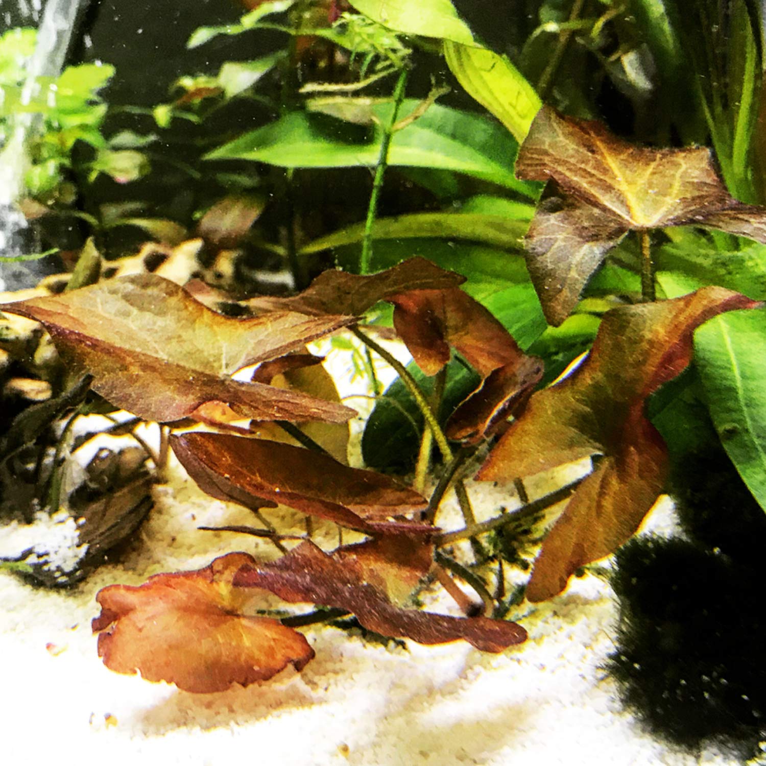 Dwarf Aquarium Lily