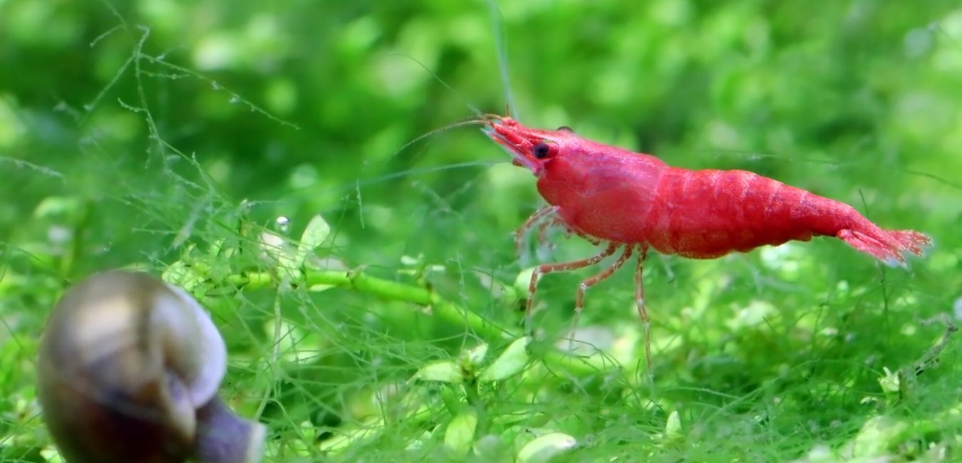 Red Cherry Shrimp