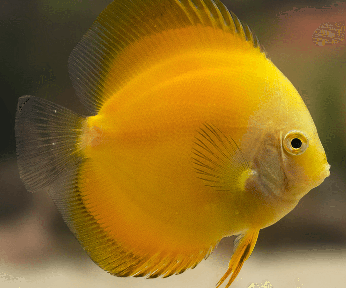 Gold Yellow Discus Fish.
