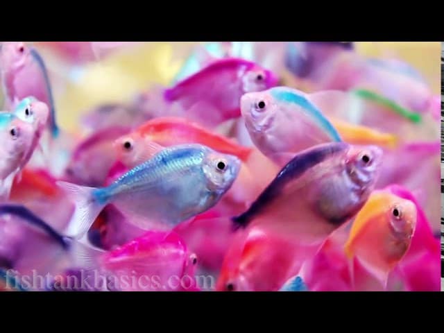 What Type Of Rainbowfish Species Are These?
