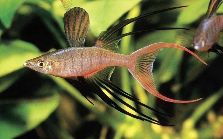 Threadfin rainbowfish (iriatherina werneri)