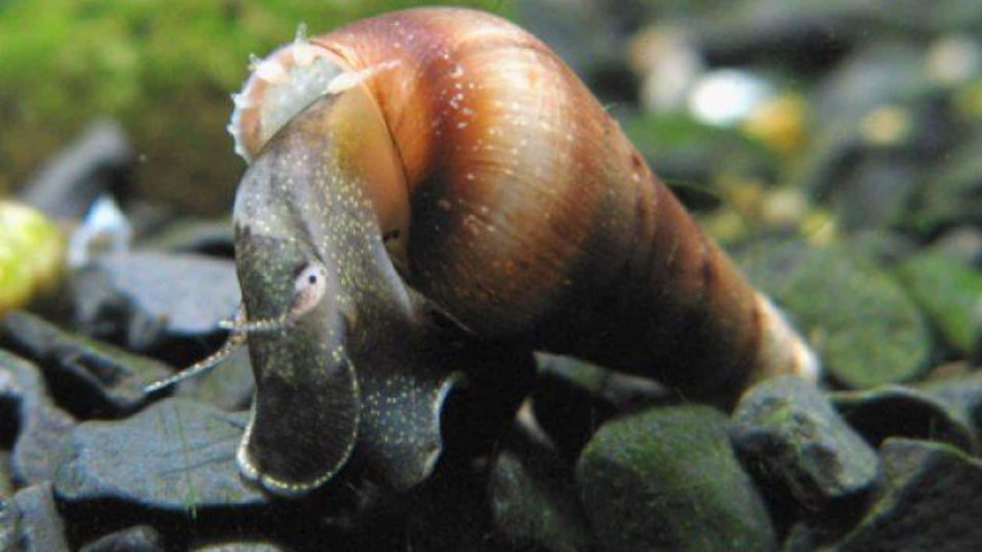 Ultimate Malaysian Trumpet Snail Care Guide: Diet, Size, Lifespan