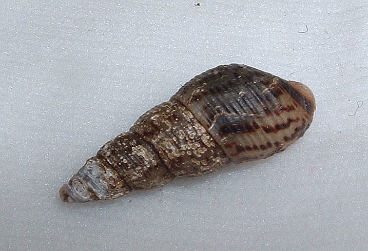 A Malaysian trumpet snail shell