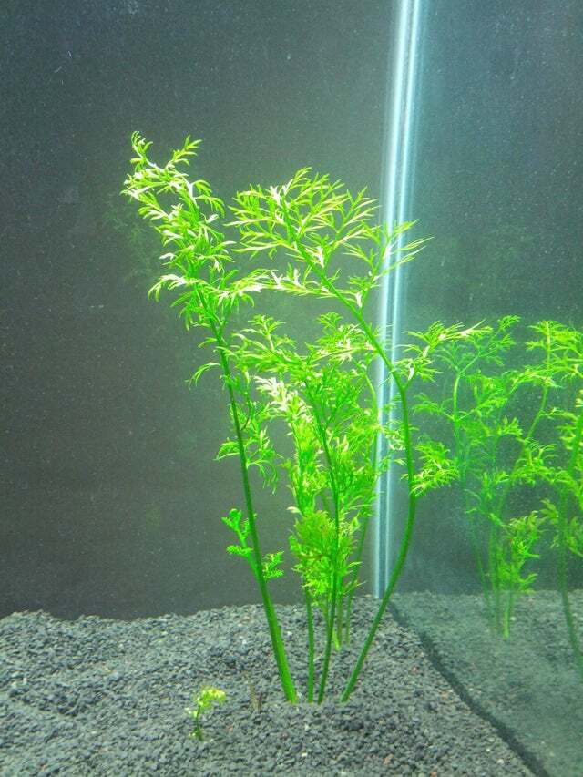 Planted lace leaf water sprite plant in an aquarium.