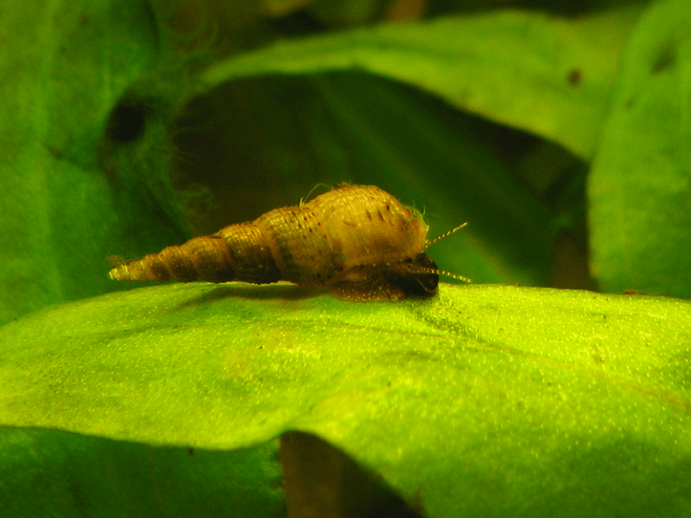 A Malaysian trumpet snail moving across the leaf of an aquarium plant.