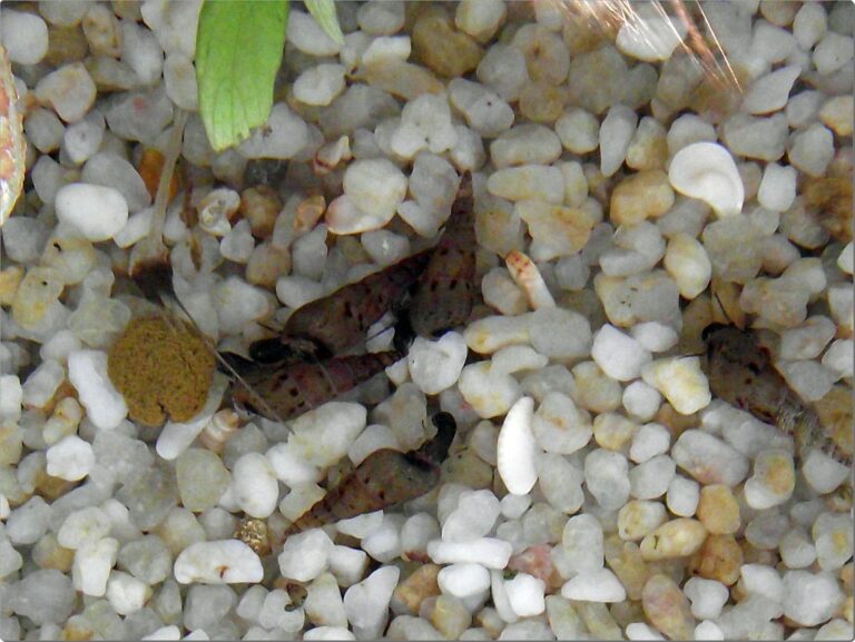 Malaysian trumpet snails burrowing in pebbles.