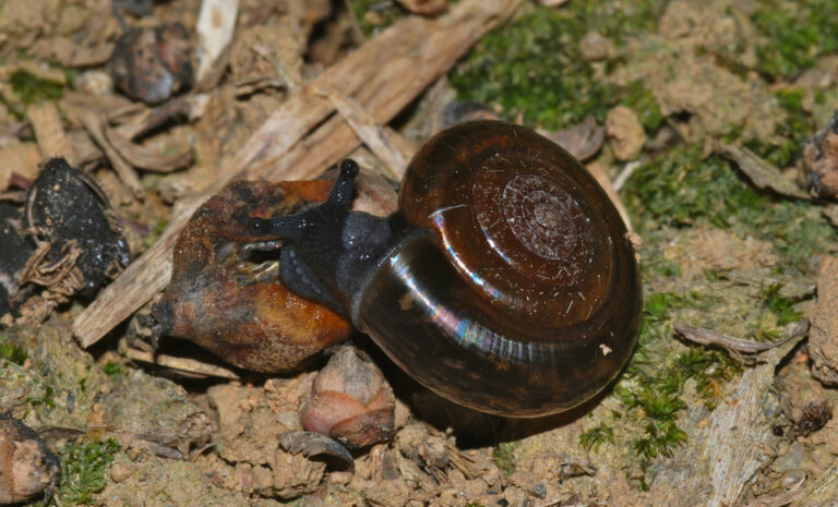A ramshorn snail.