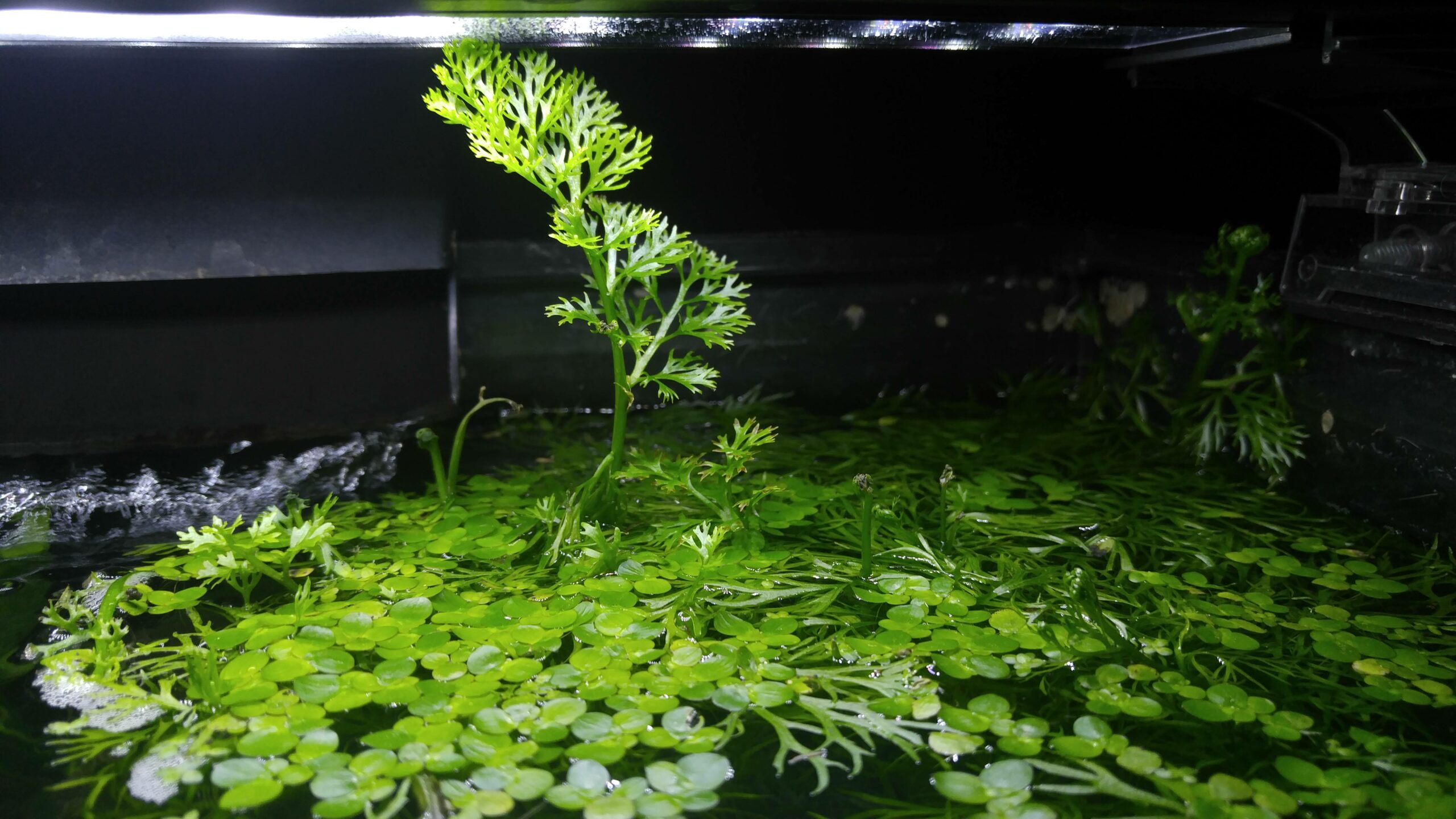 Planted water sprite growing out of an aquarium.