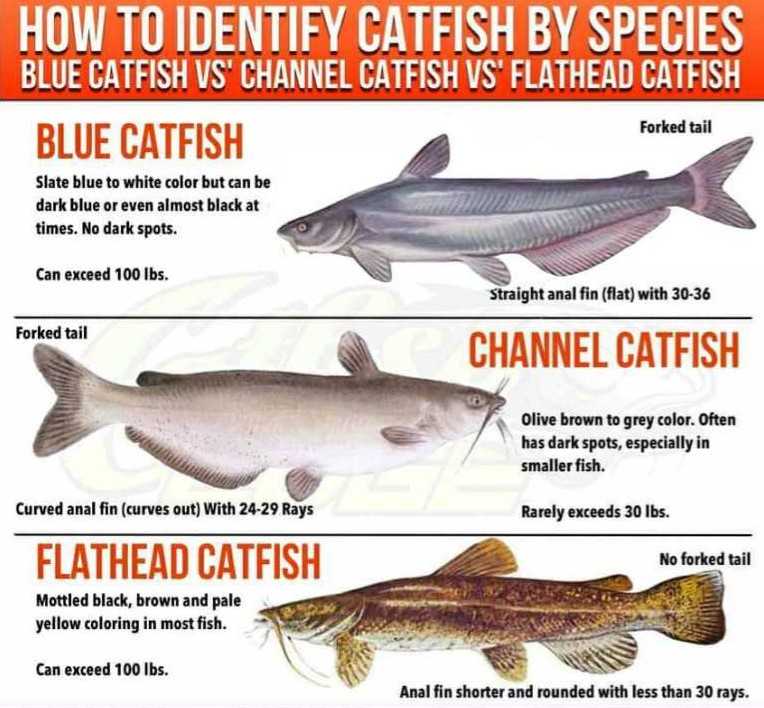 blue catfish vs channel catfish vs flathead catfish - how tao tell these three catfish species apart.