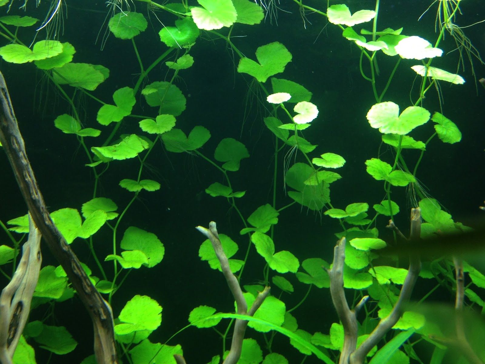 Brazilian Pennyworth growing in a fish tank.