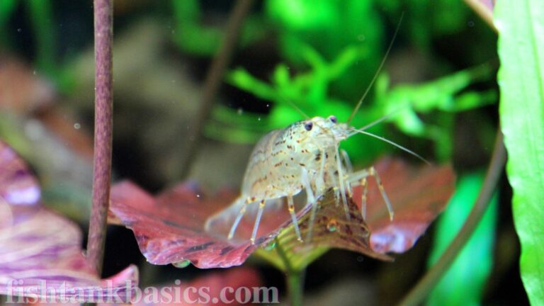 Close up of Amano shrimp