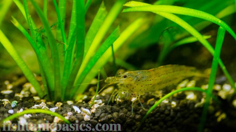 Amano shrimp on substrate.