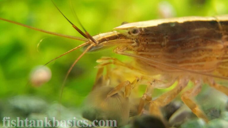 Close up of Fan Shrimp