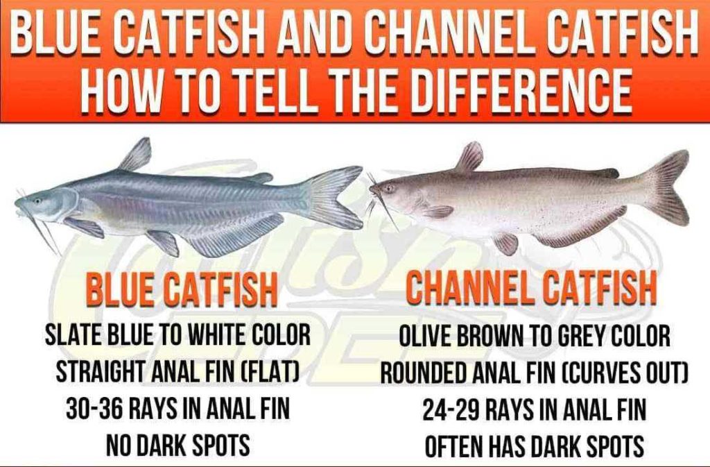 blue catfish vs channel catfish	- catfish identification.