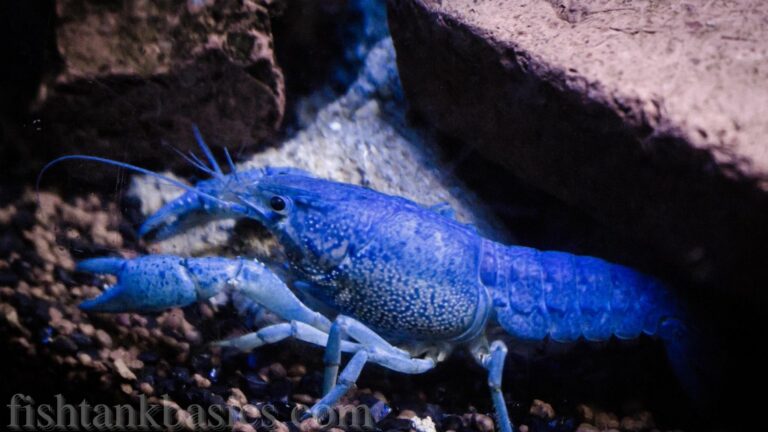 Blue crayfish between rocks.