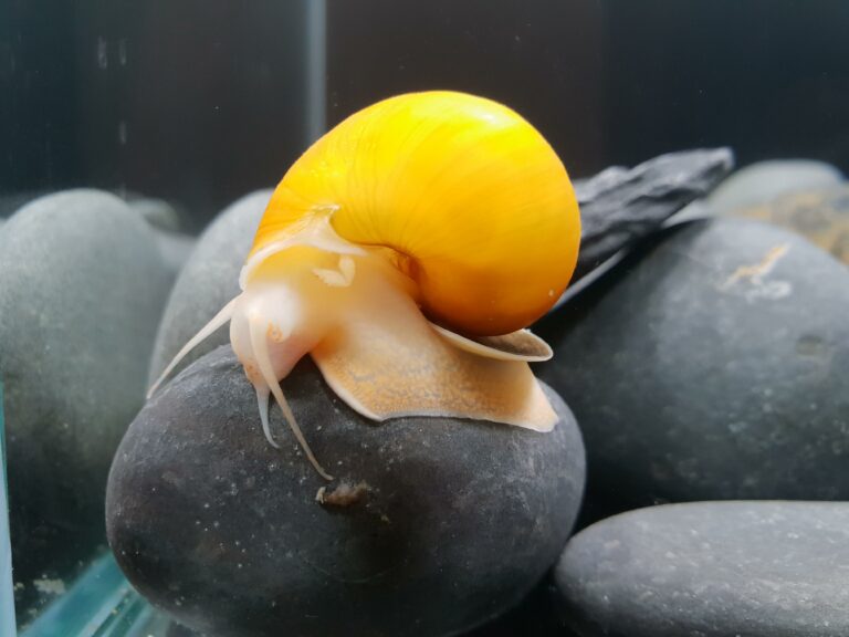 A golden inca snail on rocks.