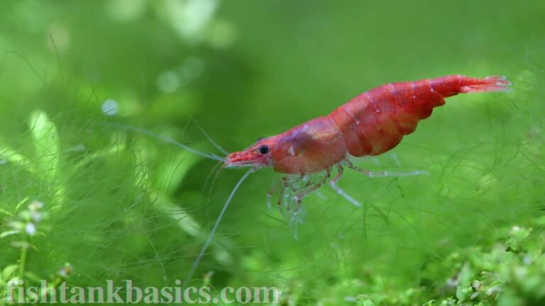 Close up of red cherry shrimp.