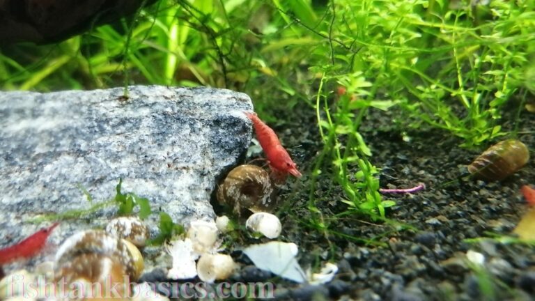 Red cherry shrimp exploring habitat.