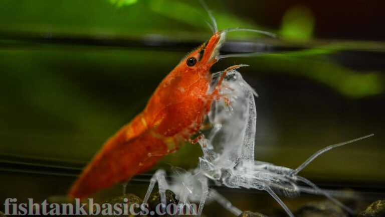 Red Cherry Shrimp feeding on recently shed exoskeleton.