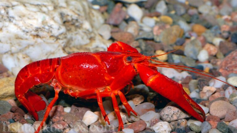 A tangerine lobster/crayfish standing on pebbles in an aquarium.