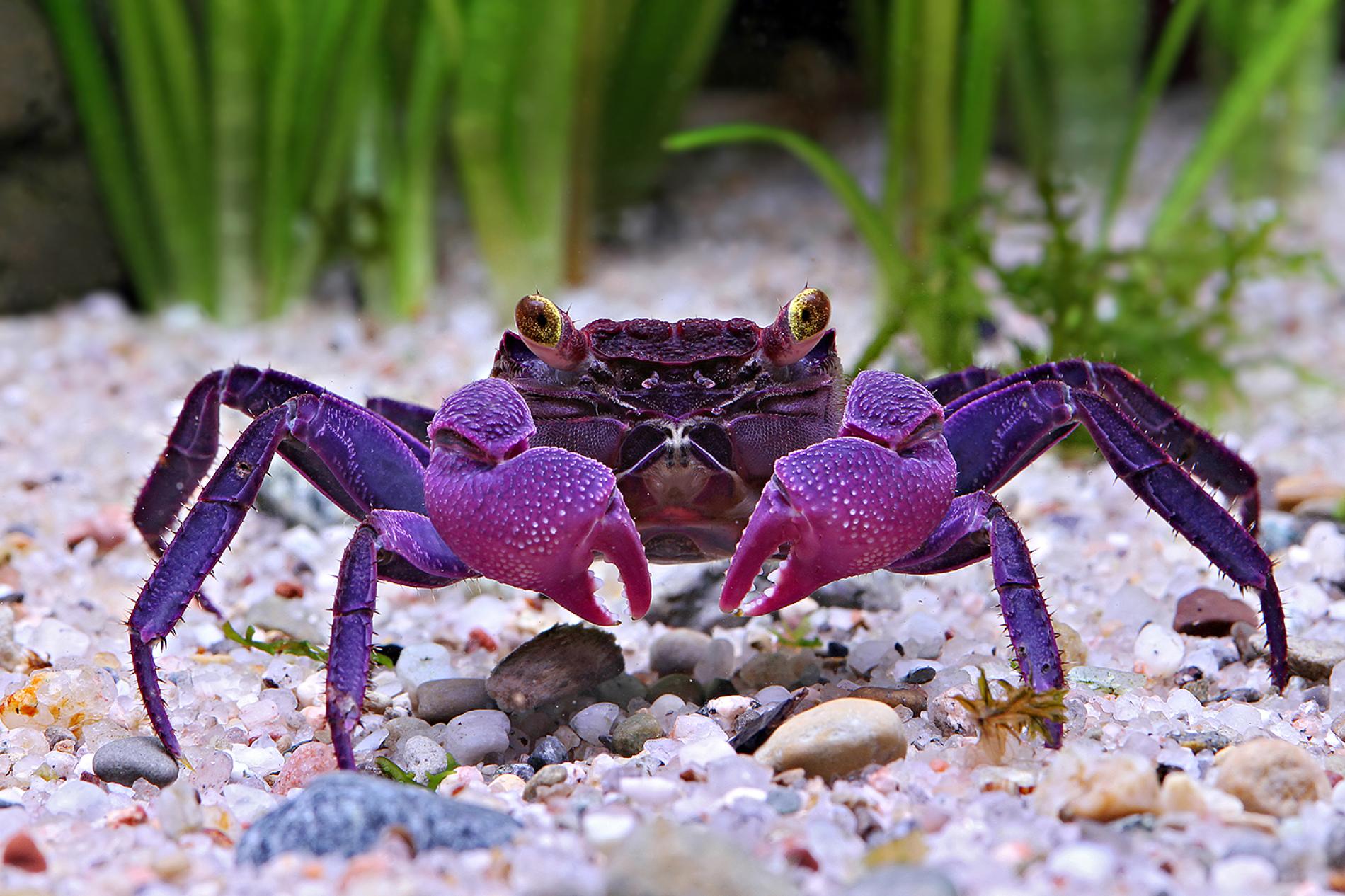 types of pet crabs