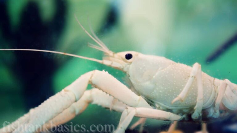 Close up view of a White Specter Crayfish.