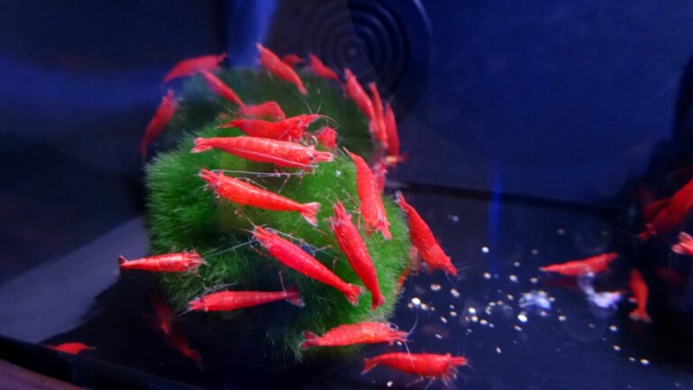 Red cherry shrimp eating Morimo moss balls.