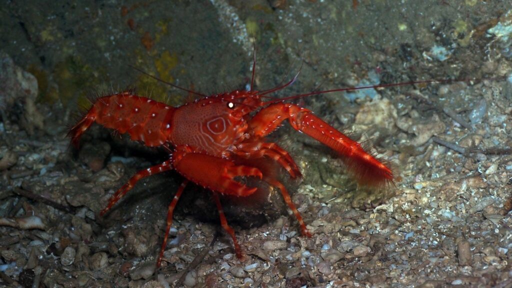Reef lobster