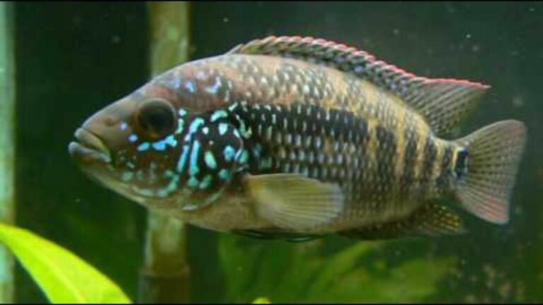 female jack dempsey fish