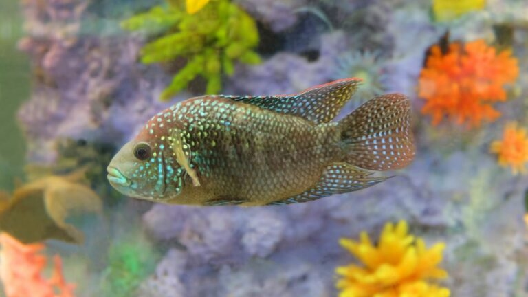 Aquarium Fish - Jack Dempsey or Morning Dew (Rocio Octofasciata)