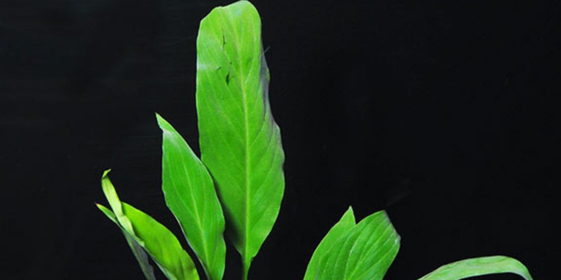 Brazilian Sword Plant – Terrible Idea For Aquarium