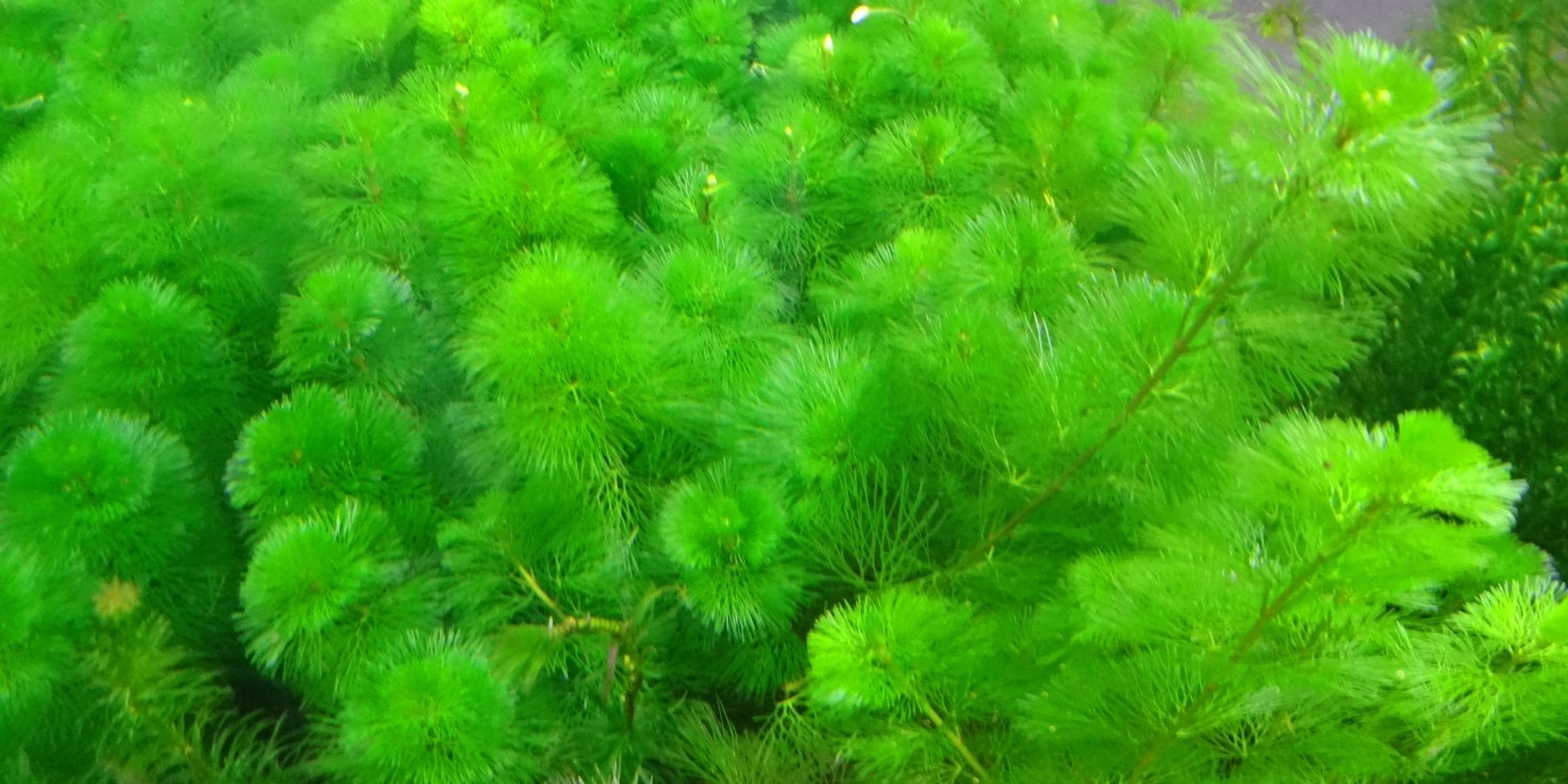 Cabomba Plant Care: Growing Cabombas in an Aquarium