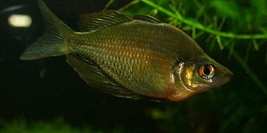 Lake Wanam Rainbowfish - Glossolepis wanamensis