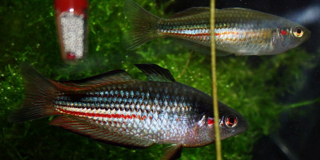 (Melanotaenia duboulayi) - Crimson Spotted Rainbowfish