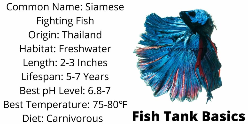 Betta Fish Care Basics: Habitat, Length, Lifespan, pH Level, Temperature, & Diet.