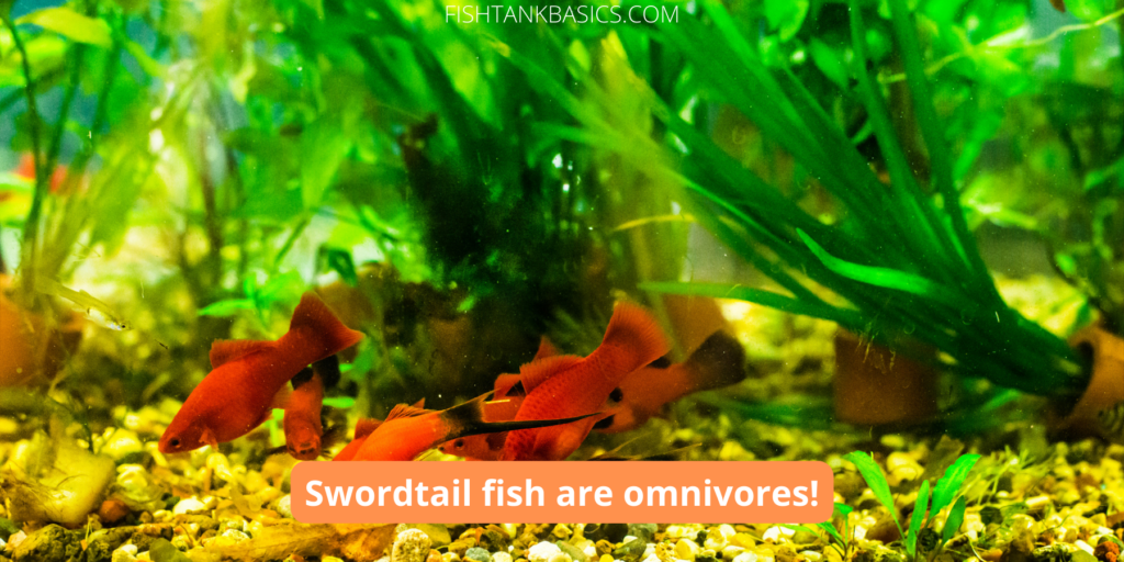 Swordtails are omnivorous and will eat insects and plants.