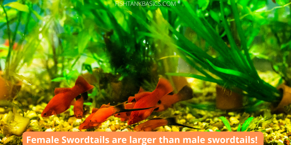 Orange Swordtail Fish
