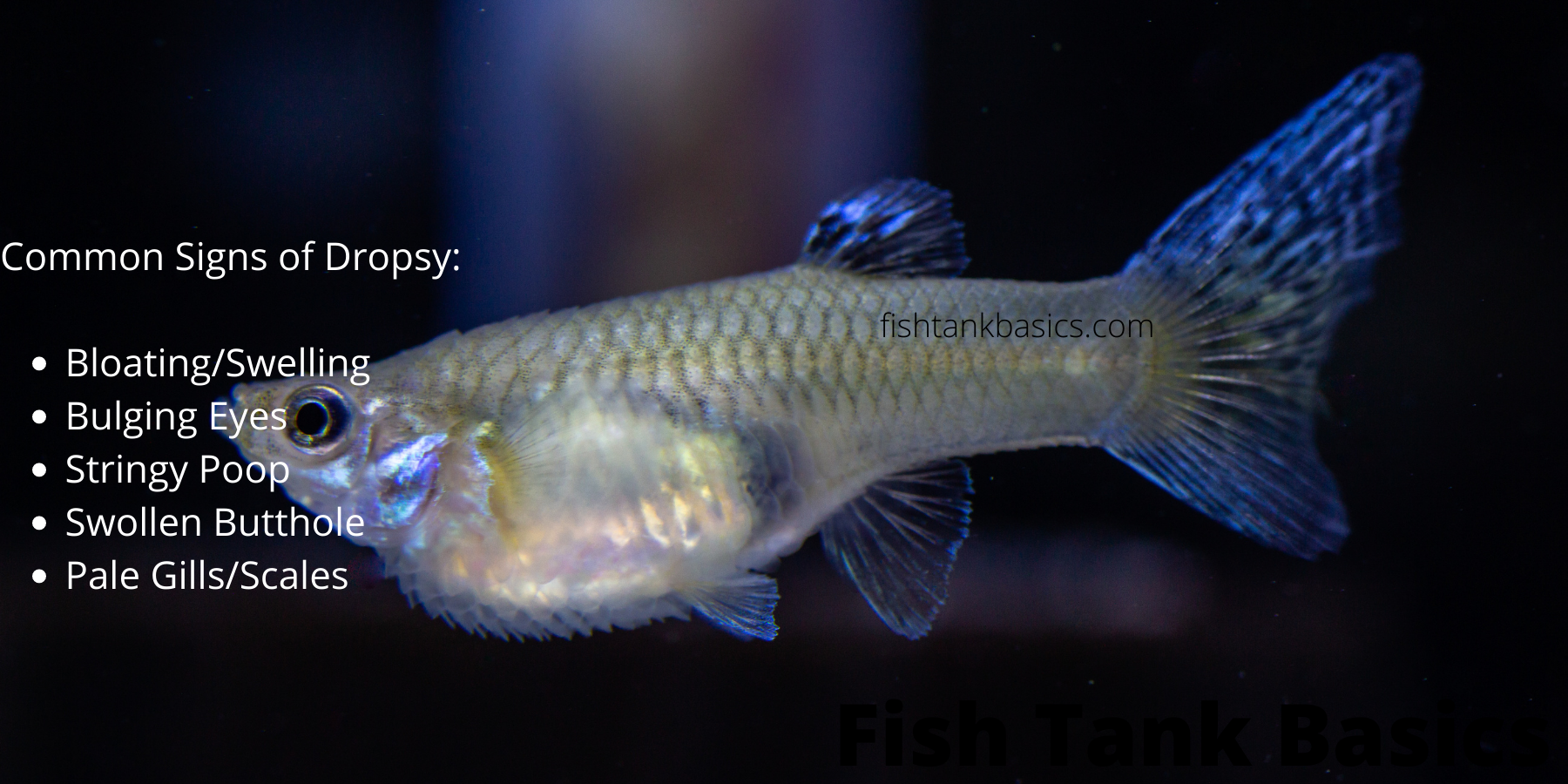 How To Treat Dropsy In Fish – 2 Quick Solutions