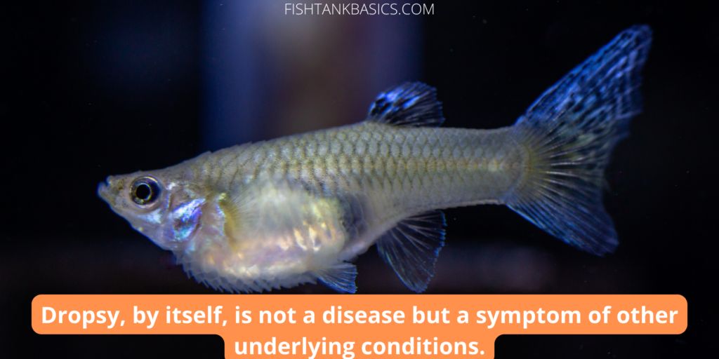 What is dropsy in fish?