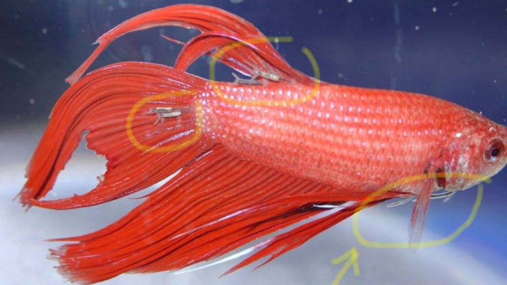 Fin Rot - Betta Fish